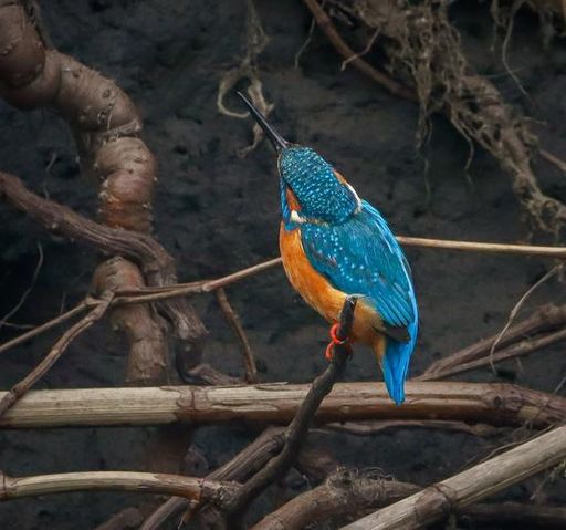 A vibrant kingfisher perched on a branch against a dark, textured background.