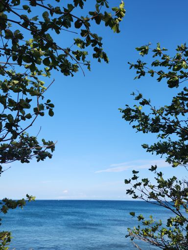 A serene view of the ocean framed by lush green foliage under a clear blue sky on a sunny day