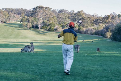 A shot of a golfer with a golf club walking in a field full of kangaroos on a sunny day