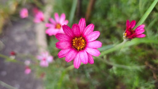 Close-up of vibrant pink daisies in a lush green garden setting, showcasing their delicate petals and bright yellow centers.