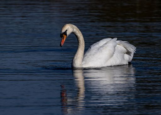 A graceful swan gliding on a serene lake, reflecting in the calm water under a clear sky.