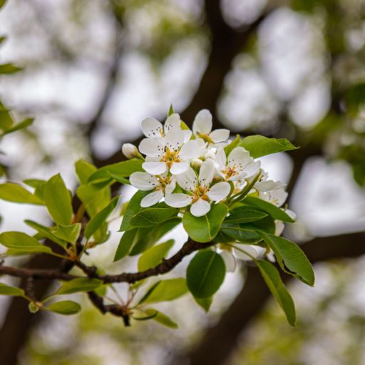 The Flowering Buds of An Anjou Pear Tree In The Spring Producing White Flower