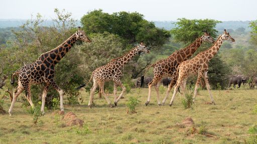 The giraffes in Murchison Falls National Park, Uganda