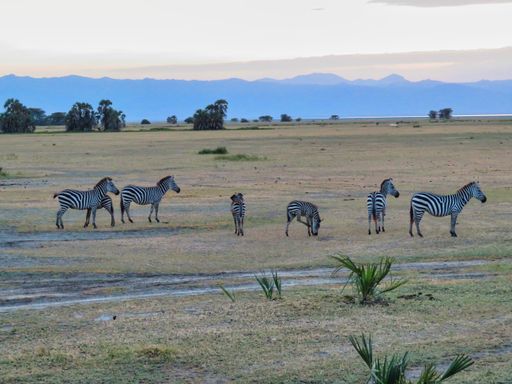 The zebras at the savanna, Africa