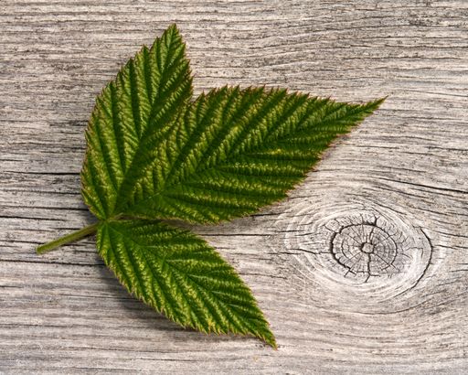 A closeup shot of raspberry leaves on the old cracked wooden surface