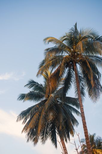 A beautiful view of coconut palm trees on a beach
