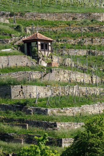 Terraced vineyard landscape with a small hut, surrounded by lush greenery and stone walls, under clear skies.