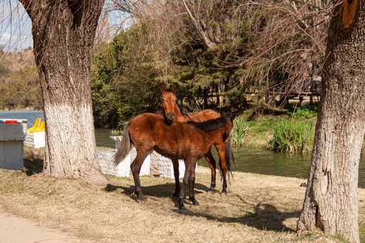 Two brown horses by a lake in a park, Cordoba, Argentina