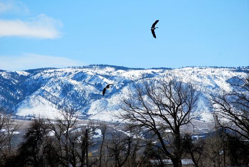 A view of beautiful mountains all covered with snow and naked trees in the foreground