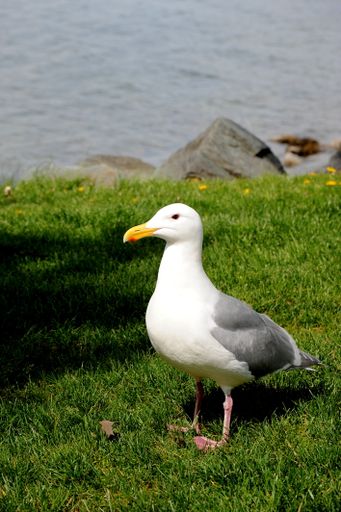 A vertical shot of a gull standing on the grass on the background of the sea