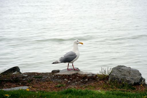 A view of a gull standing on the stone near the sea