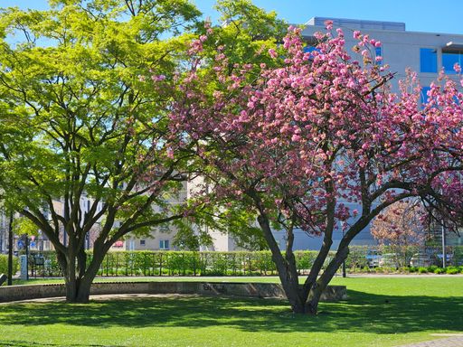 A vibrant park scene with blooming pink cherry blossoms and lush green trees against a bright blue sky in an urban setting.
