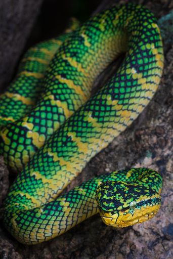 A close-up of a Wagler pit viper on a tree branch
