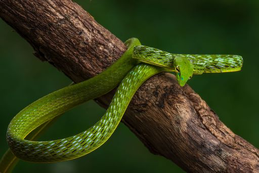 A closeup of a Pucuk snake on a tree branch