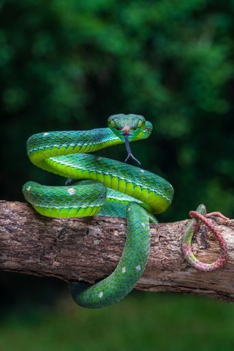 A closeup of a Hagen's pit viper on a tree branch