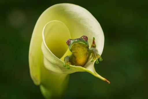 A closeup of a Jade Tree Frog inside a white flower