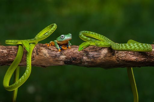 A pucuk snake and green flying frog perched on a tree branch