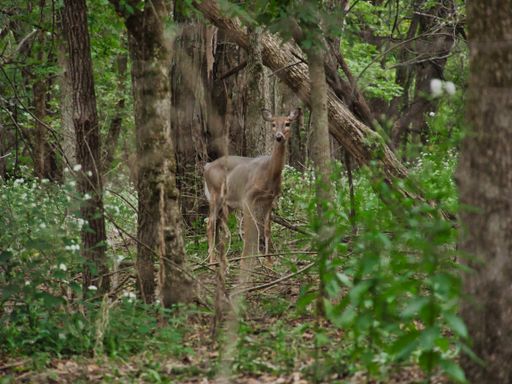 A beautiful deer at the Ernie Miller Nature Center Olathe, KS
