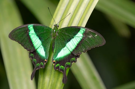 A vibrant green butterfly perched on a lush leaf, showcasing its intricate wing patterns in a natural setting.