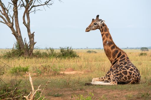A shot of a sitting Baringo Giraffe or Giraffa camelopardalis in Murchison Falls National Park, Uganda