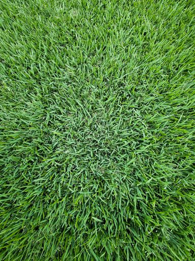 A background of fresh green grass in daylight