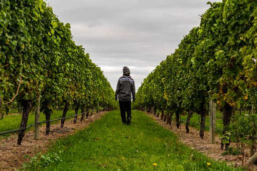A horizontal closeup shot of a man walking through a beautiful vineyard in the afternoon