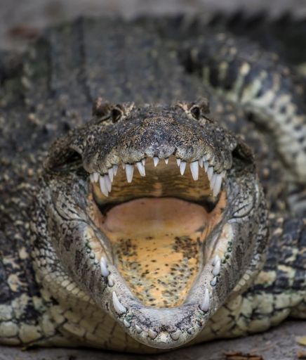 A vertical shot of a Cuban crocodile with an open mouth