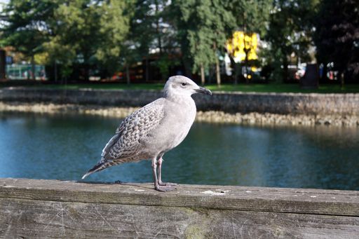 A closeup shot of a seagull near an ocean in Vancouver, Canada