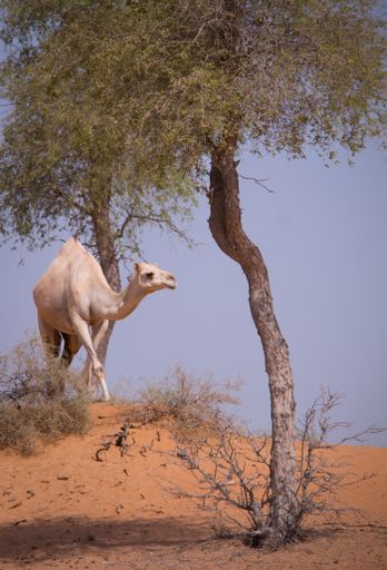 A vertical shot of a camel in a deserted area under the sunligh