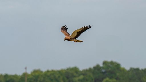 A hawk soars gracefully over a lush green landscape under a clear sky, showcasing its majestic wingspan.