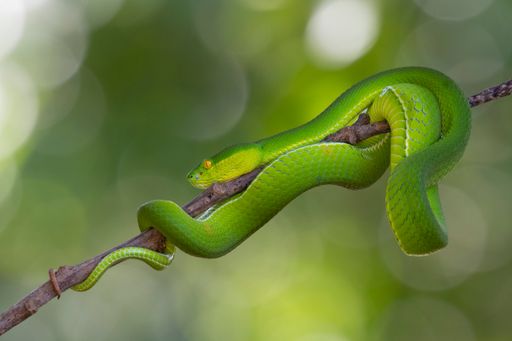 Head resting on the branch while its body coiling as it slithers away, Kaeng Krachan National Park, UNESCP World Heritage, Thailand.
