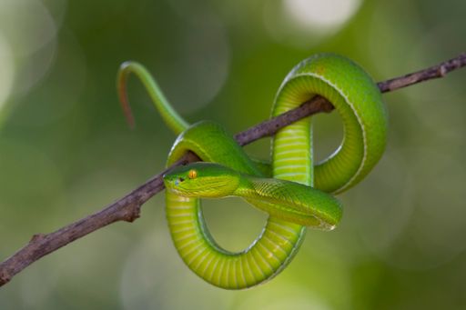 Seen ready to strike, tail up and coiled around a small branch, Kaeng Krachan National Park, UNESCP World Heritage, Thailand.