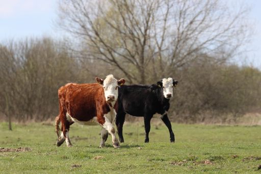 A shot of brown and black cows with white faces standing in the middle of a field