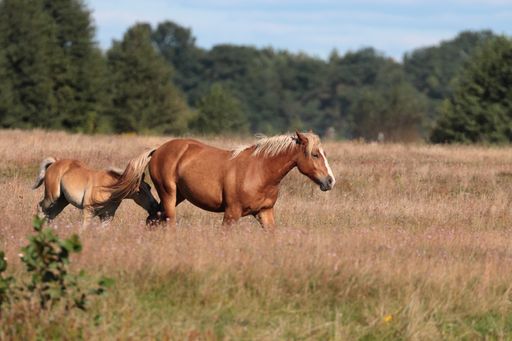 A shot of two brown horses walking on a dry grassy field with trees in the background on a sunny day