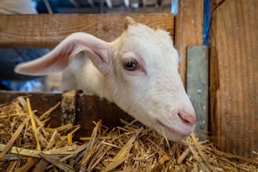 Close-up of a white goat in a barn nibbling on straw, showcasing its curious expression and detailed features.