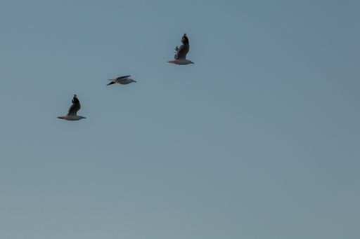 A low angle shot of three seagulls flying under a blue sky on a gloomy day