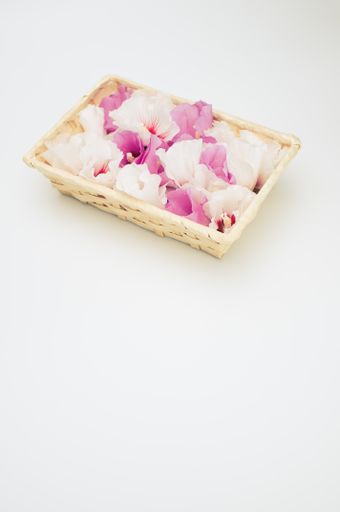 white and pink Chinese roses flowers in a wicker canister on a white background with text space