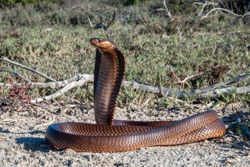 A close-up of a cobra with raised hood in a natural habitat, showcasing its scales and alert posture.