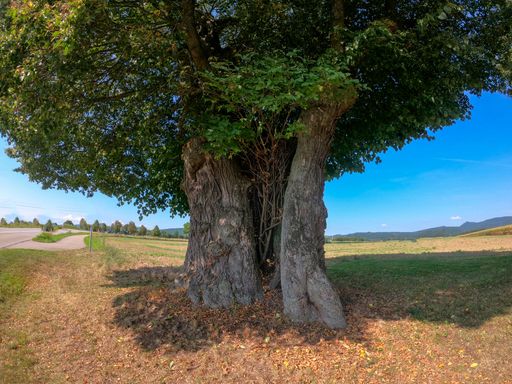 A lonely old tree in the field