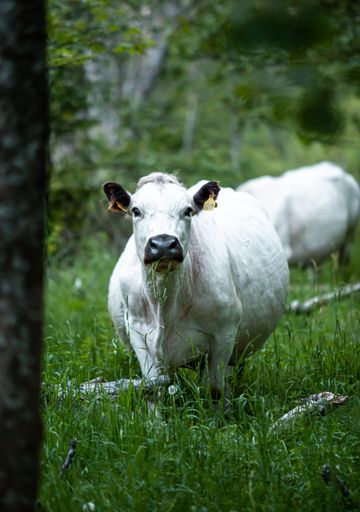 A vertical shot of a beautiful cow grazing in the forest