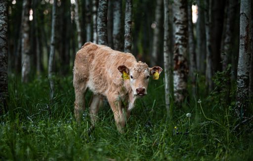 A beautiful shot of a cute cow grazing in the forest