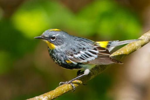 A close-up of a yellow-rumped warbler perched on a branch with a blurred green background.