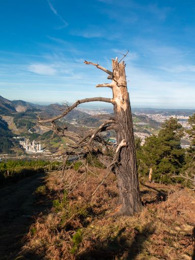 A vertical shot of a damaged dry tree with a mountainous landscape in the background