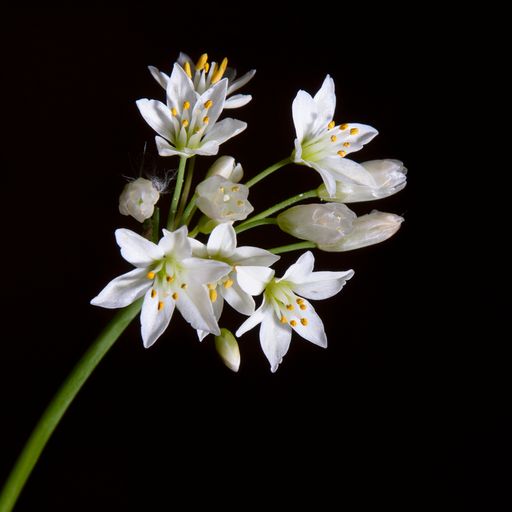 A closeup of false garlic flowers under the lights isolated on a black background
