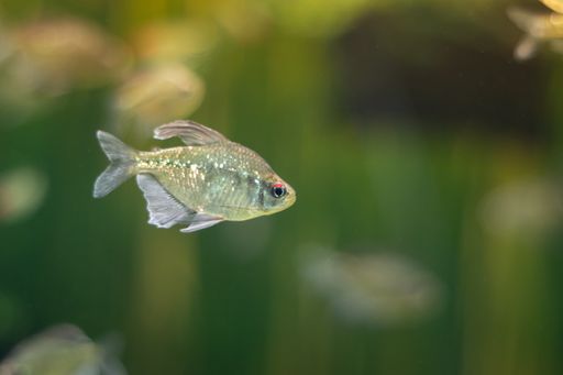 A closeup of a diamond tetra swimming in an aquarium with a blurry background