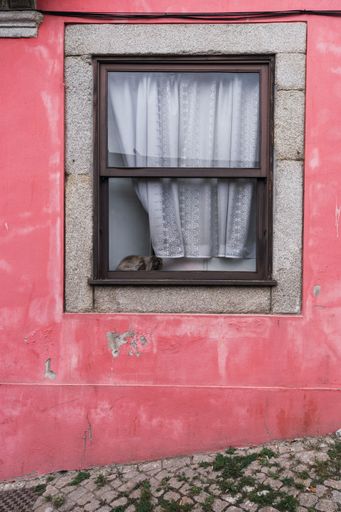 A vertical shot of a small window on a pink house and a cute cat sitting inside