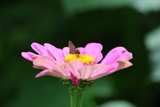 A close-up of a pink zinnia flower with a butterfly perched on it against a blurred green background.