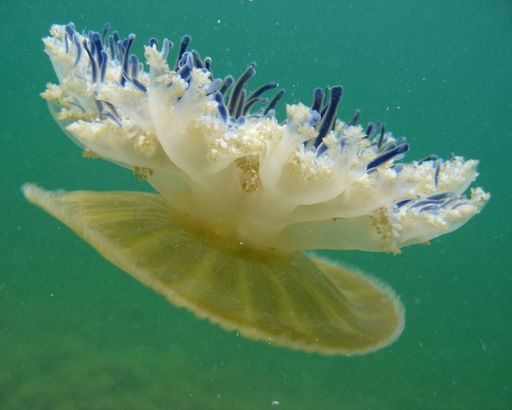 A close up of a white jellyfish with a reflection on a green-blue water