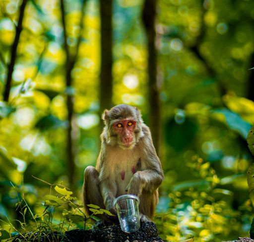 A closeup shot of a Japanese Macaque (Macaca Fuscata) in the forest holding a plastic cup