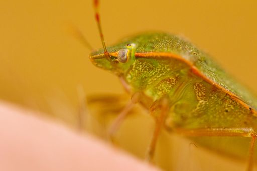 A closeup selective focus shot of a green shield bug